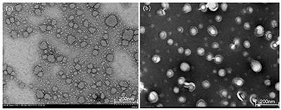 Frontiers | Cellular uptake, transport mechanism and anti